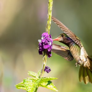 Saphirkolibri